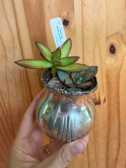 Desk buddy-mixed succulent planter