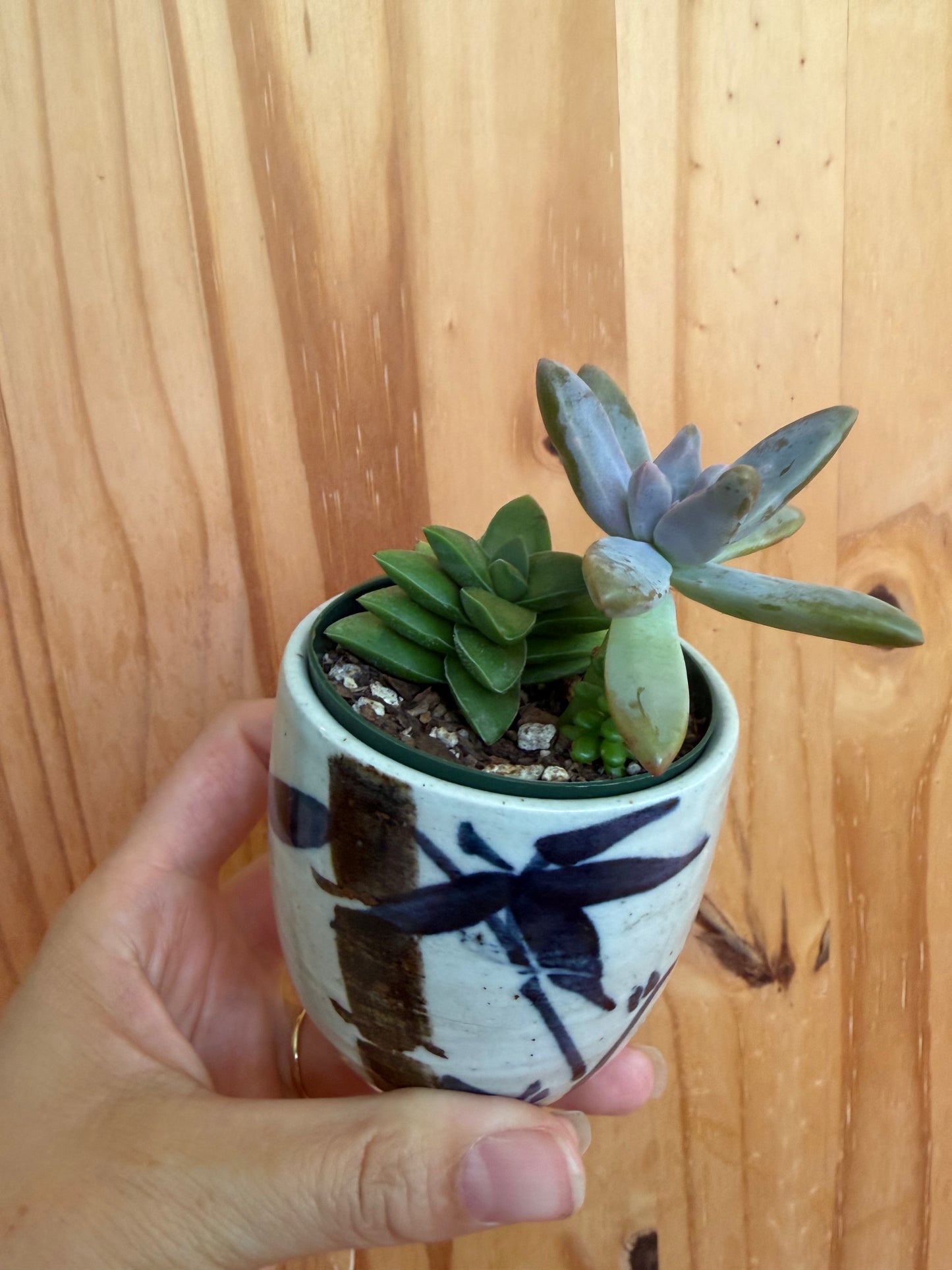 Desk buddy-mixed succulent planter