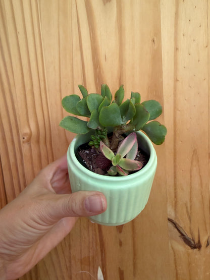 Desk buddy-mixed succulent planter
