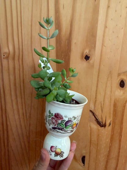 Desk buddy-mixed succulent planter