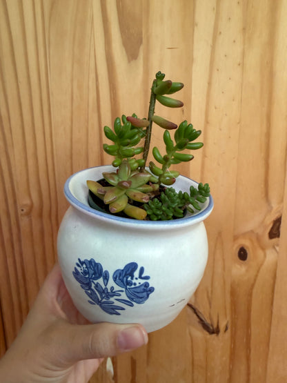 Desk buddy-mixed succulent planter