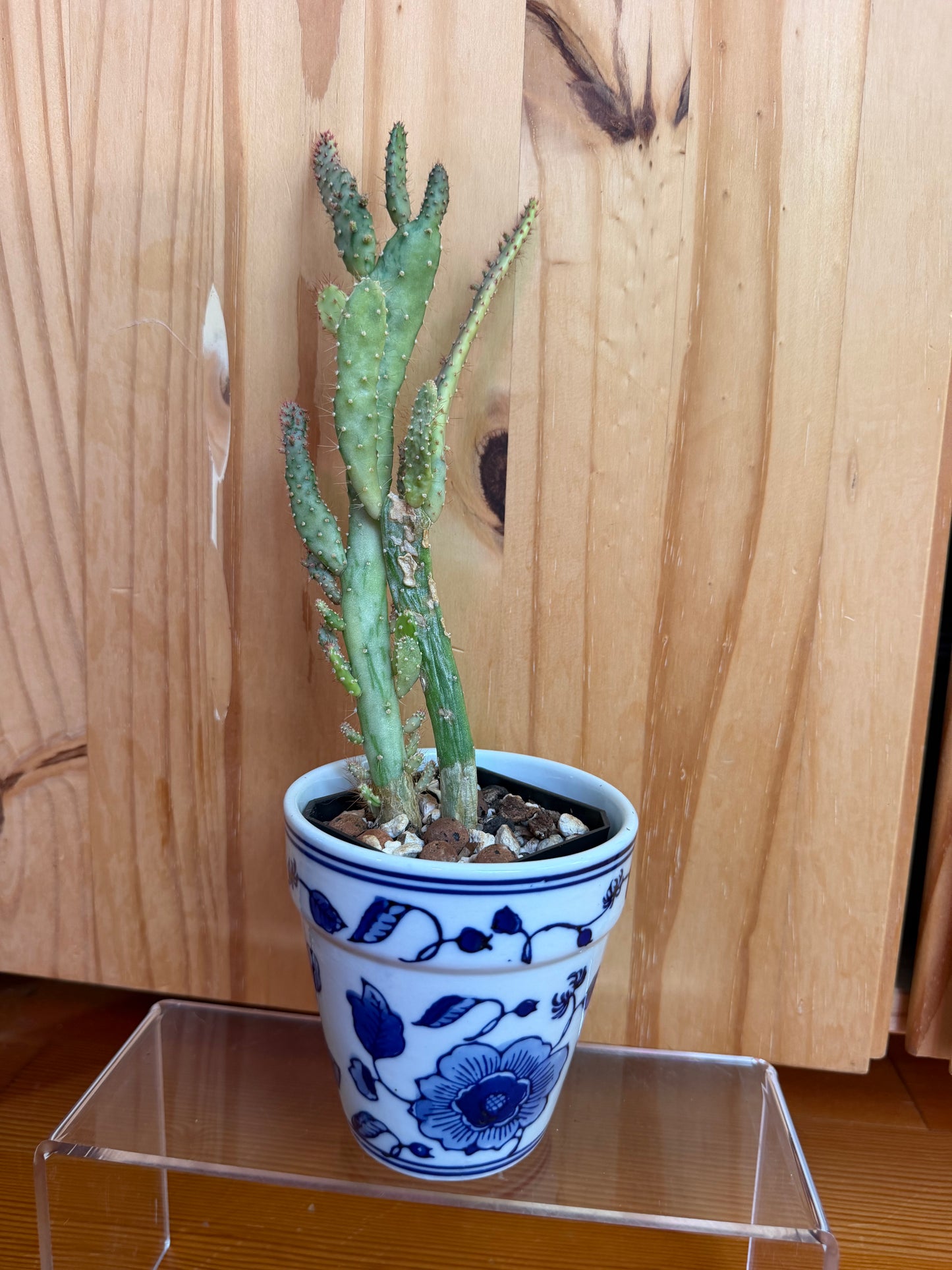opuntia monacantha variegata (Joseph’s coat cactus) in decorative pot