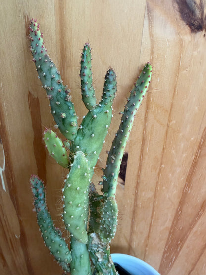 opuntia monacantha variegata (Joseph’s coat cactus) in decorative pot