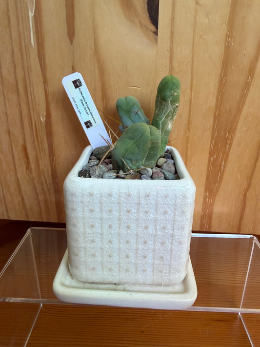 Trichocereus bridgesii monstrose (penis cactus in decorative pot)