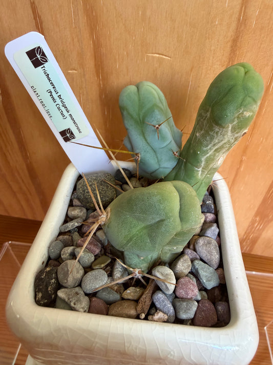 Trichocereus bridgesii monstrose (penis cactus in decorative pot)