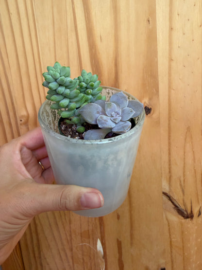 Desk buddy-mixed succulent planter