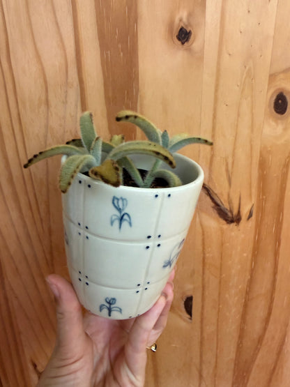 Desk buddy-mixed succulent planter
