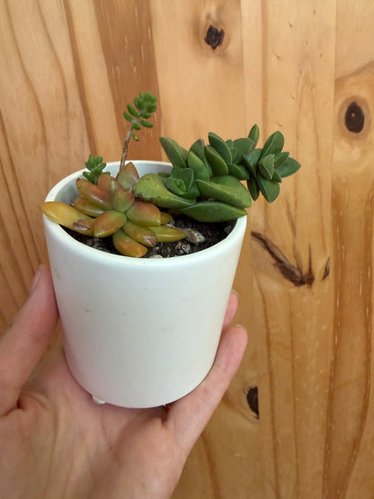 Desk buddy-mixed succulent planter
