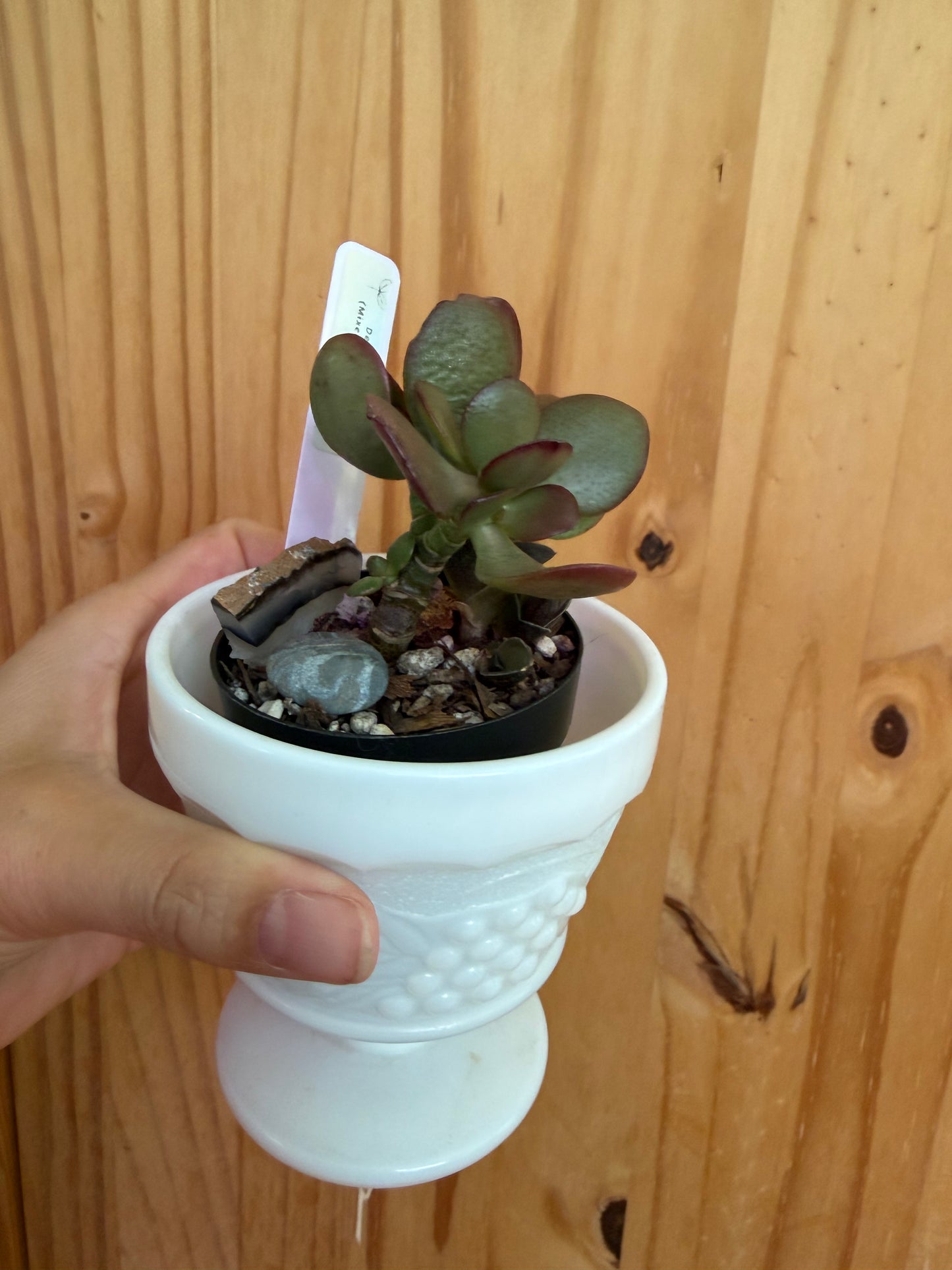 Desk buddy-mixed succulent planter