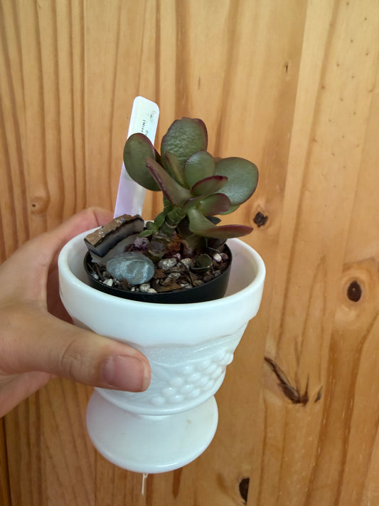 Desk buddy-mixed succulent planter