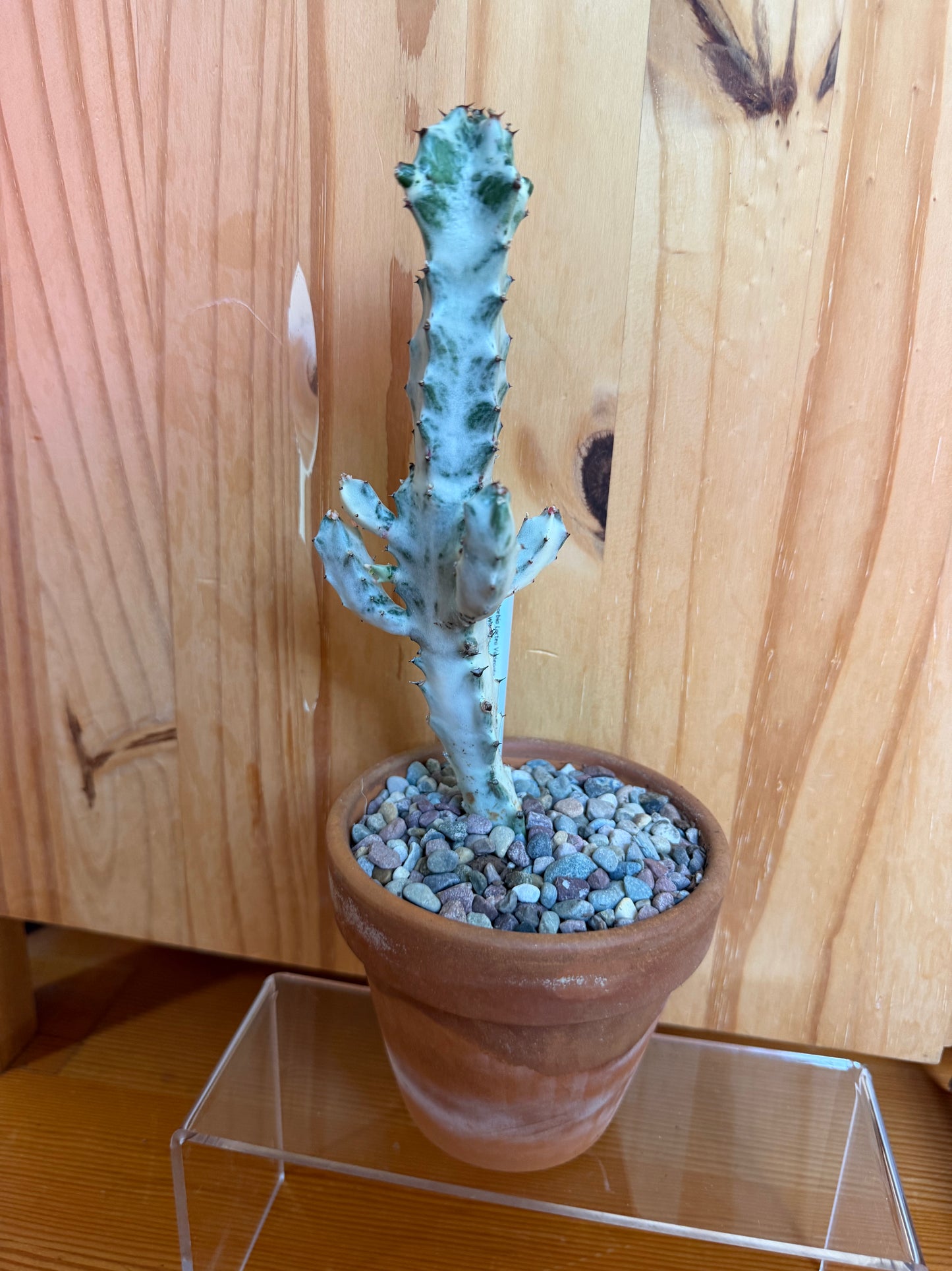 Euphorbia lactea variegata (ghost cactus) in terracotta