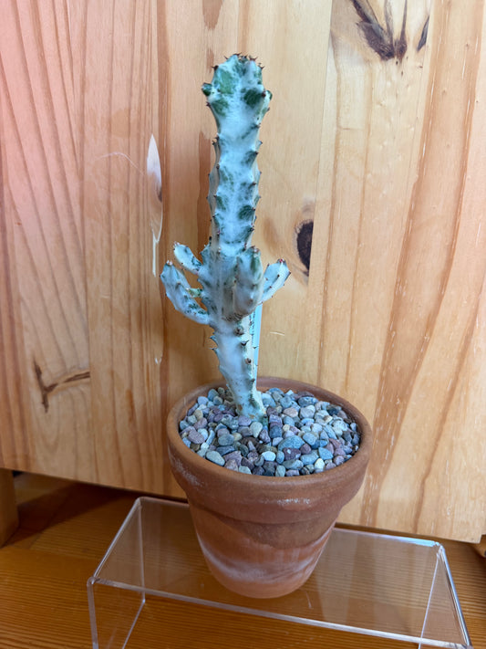 Euphorbia lactea variegata (ghost cactus) in terracotta