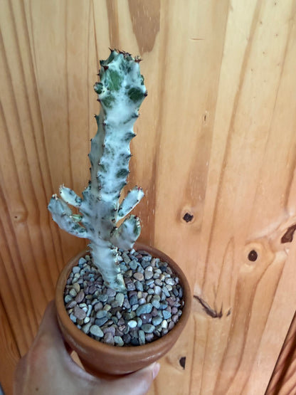 Euphorbia lactea variegata (ghost cactus) in terracotta