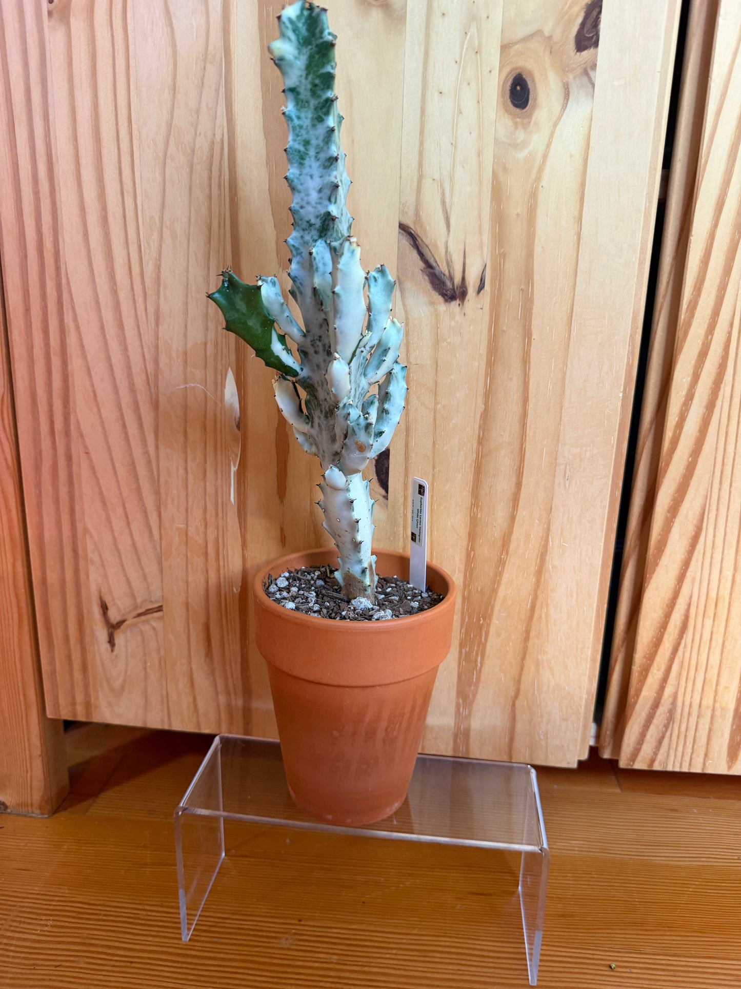 Euphorbia lactea variegata (ghost cactus) in terracotta