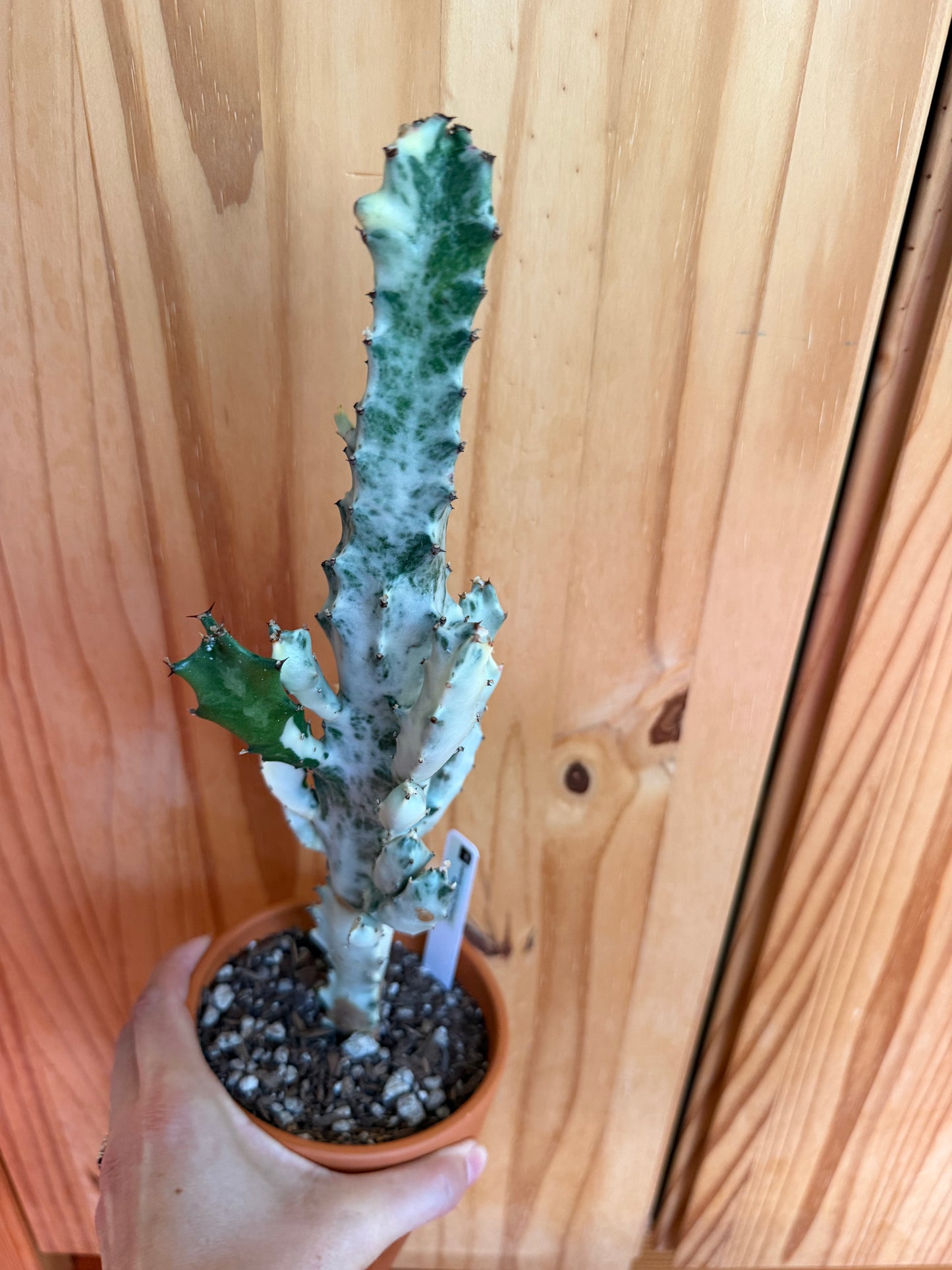Euphorbia lactea variegata (ghost cactus) in terracotta