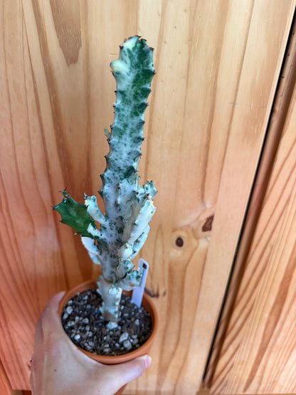 Euphorbia lactea variegata (ghost cactus) in terracotta