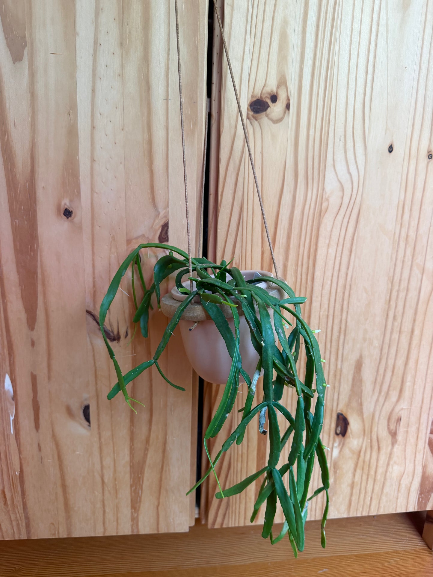 rhipsalis paradoxa 