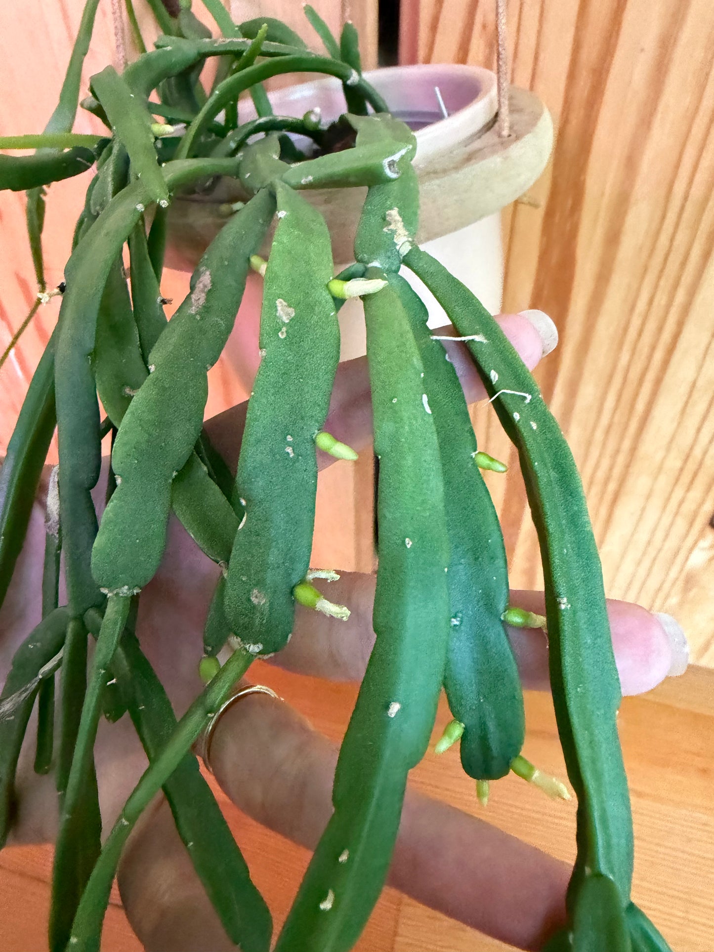 rhipsalis paradoxa 