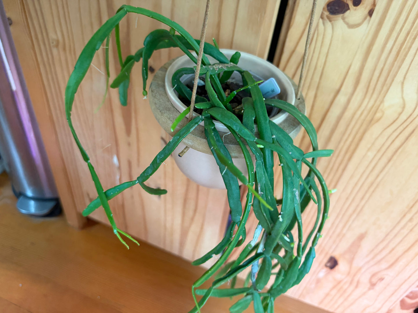 rhipsalis paradoxa 