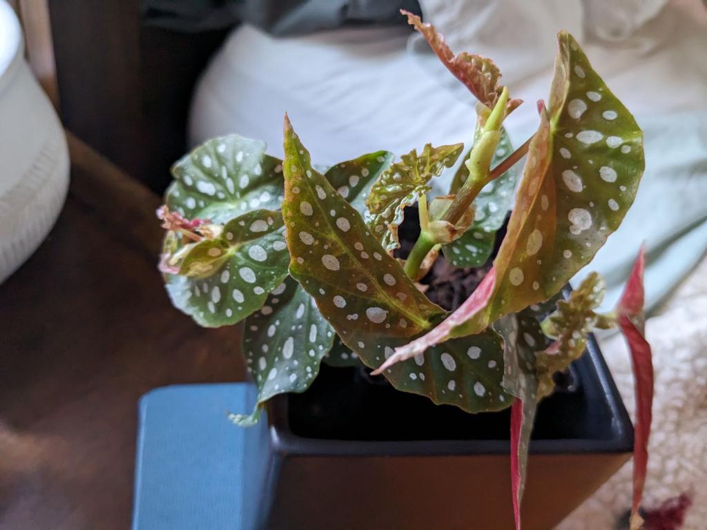 Begonia, polka dot