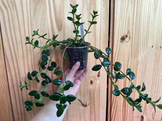 Nematanthus Wettsteinii "Goldfish plant"
