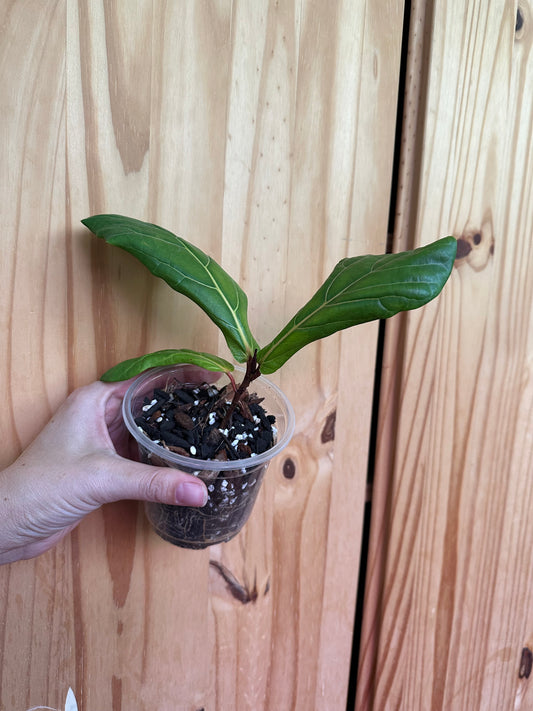 Ficus lyrata ‘Fiddle-leaf fig’