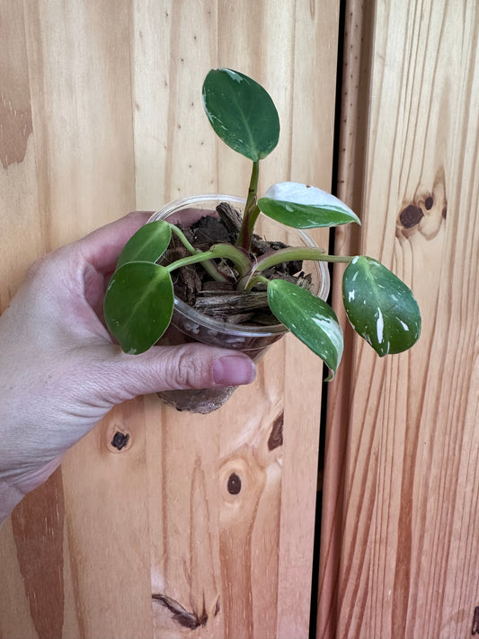 Philodendron white princess
