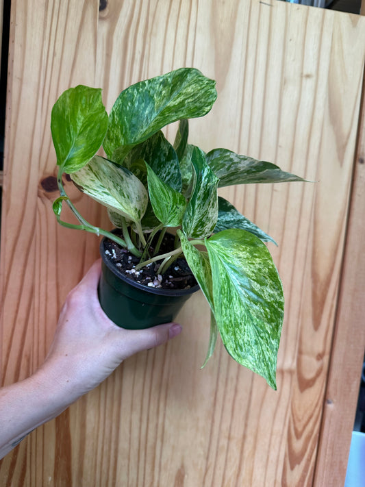 Epipremnum aureum 'marble queen pothos’