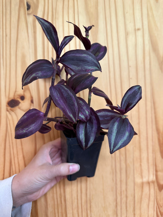 Tradescantia zebrina "Deep Purple"