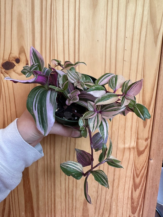 tradescantia mixed