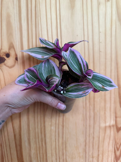 tradescantia nanouk