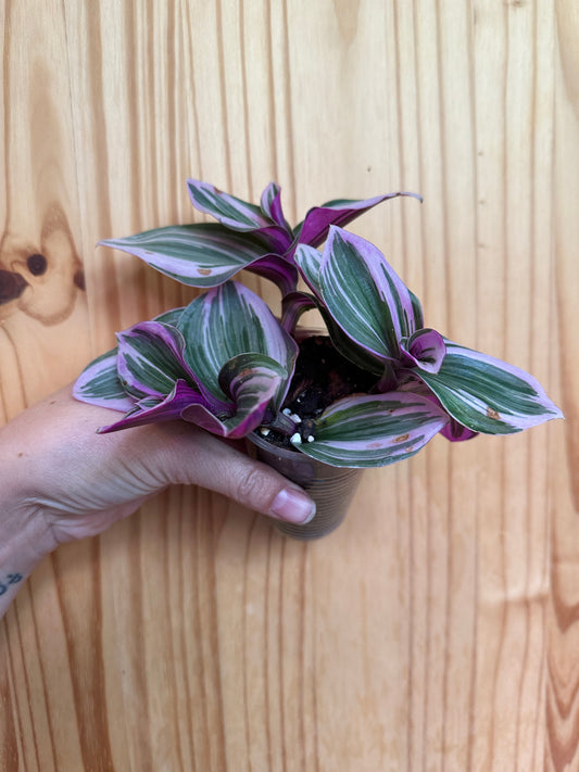 tradescantia nanouk