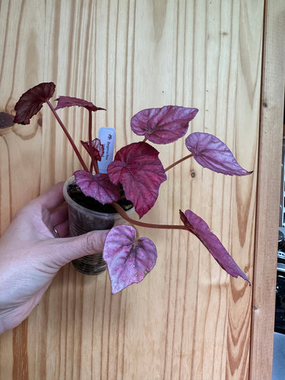 Begonia Rex ‘pink leaf’