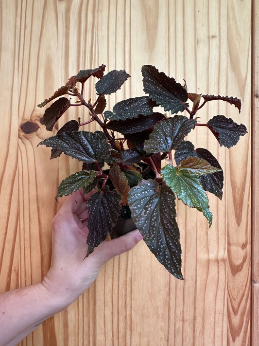 Begonia maculata 'Pink Spot'