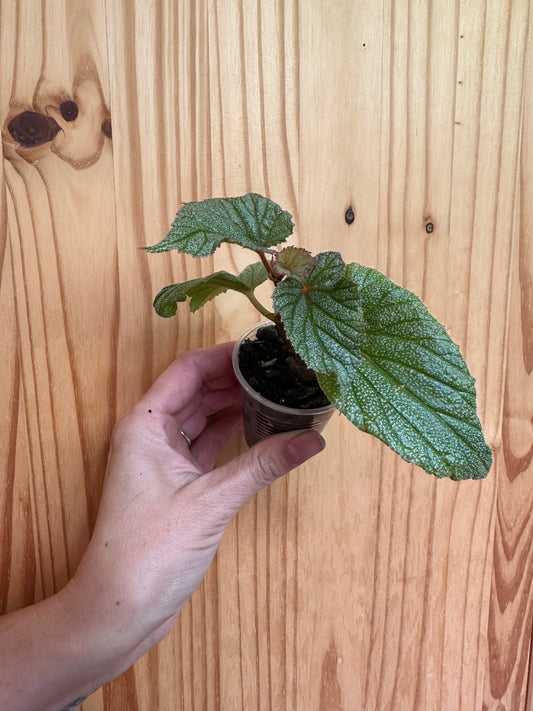 Begonia Sinbad