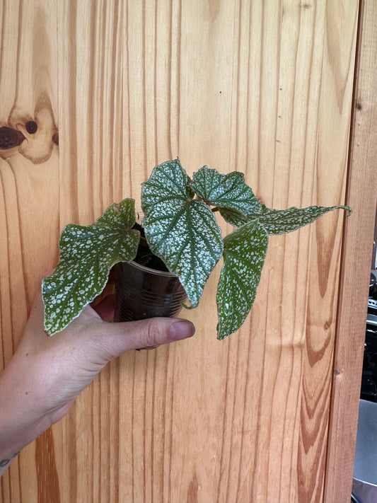 Begonia ‘snow capped’