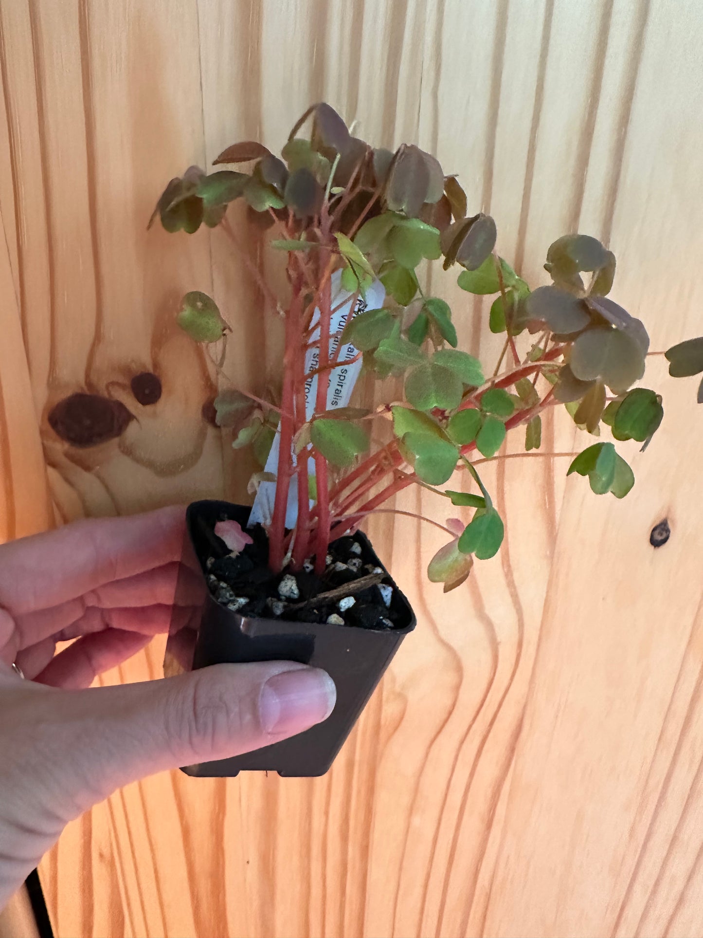 Oxalis spiralis vulcanicola ‘Sunset Velvet shamrock’