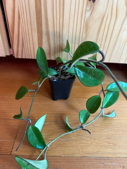 hoya krimson princess