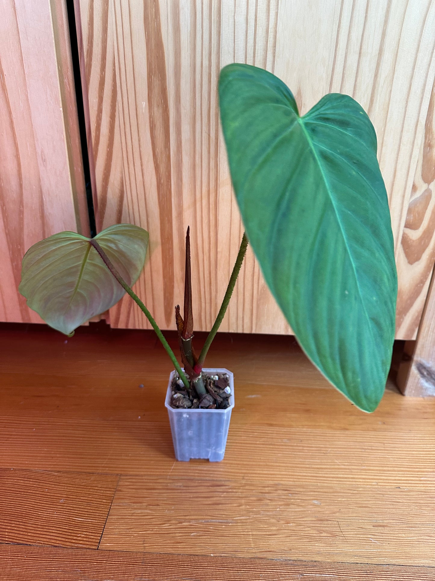 philodendron verrucosum