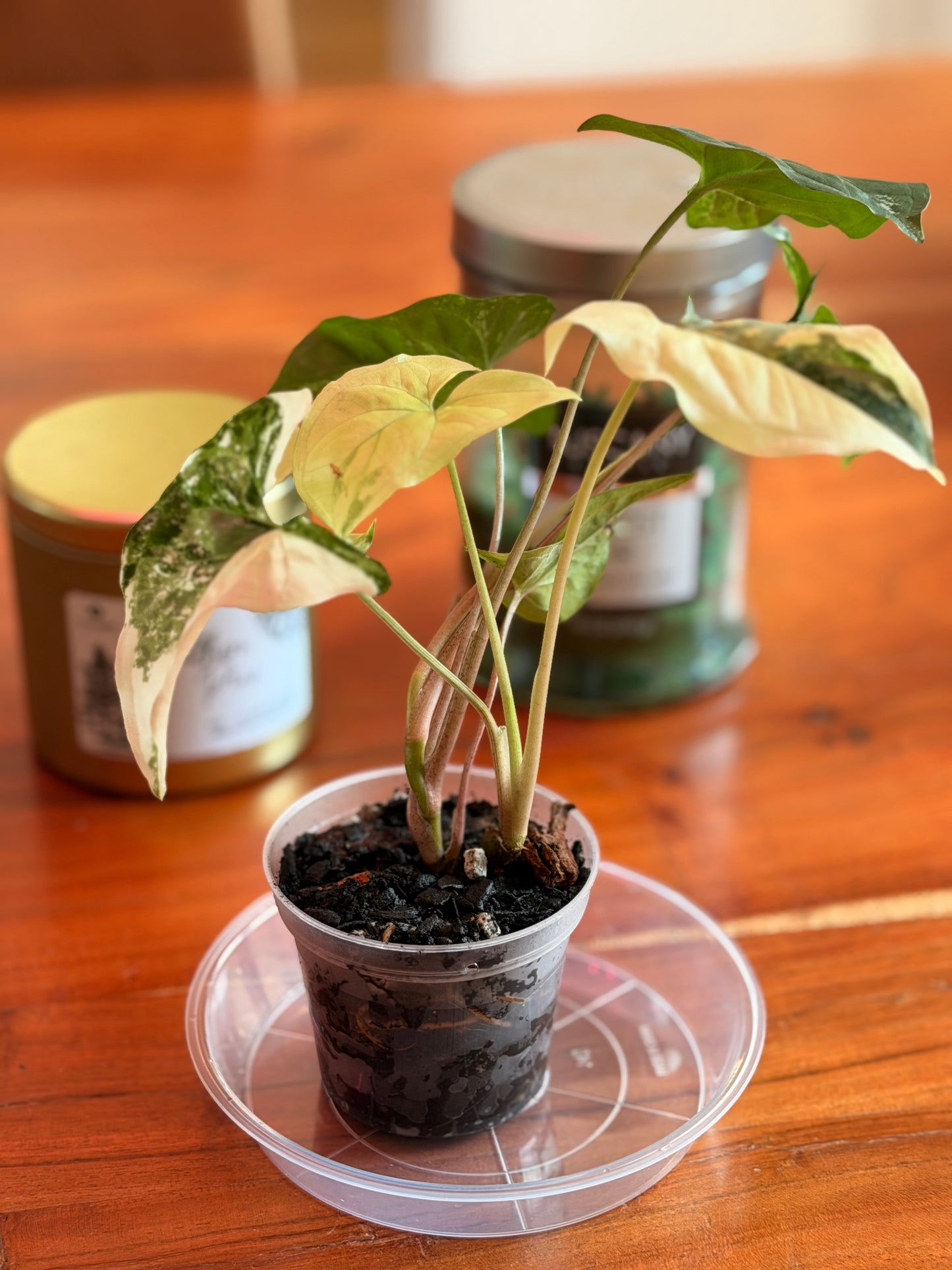 Syngonium Podophyllum ‘Albo Variegata’