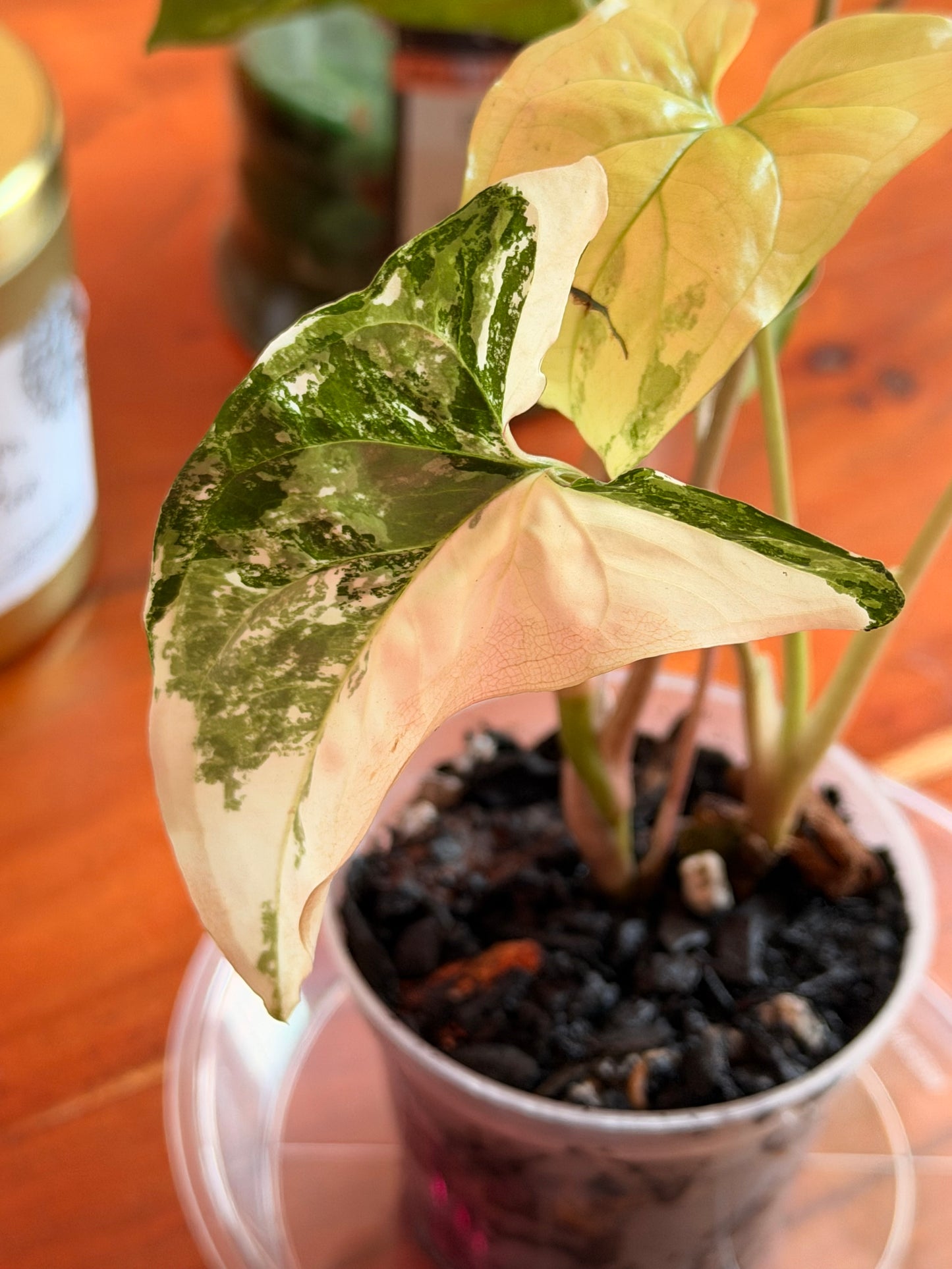 Syngonium Podophyllum ‘Albo Variegata’