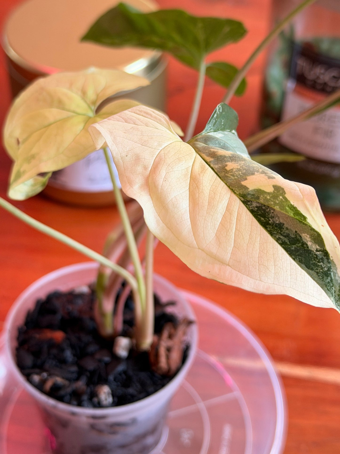 Syngonium Podophyllum ‘Albo Variegata’