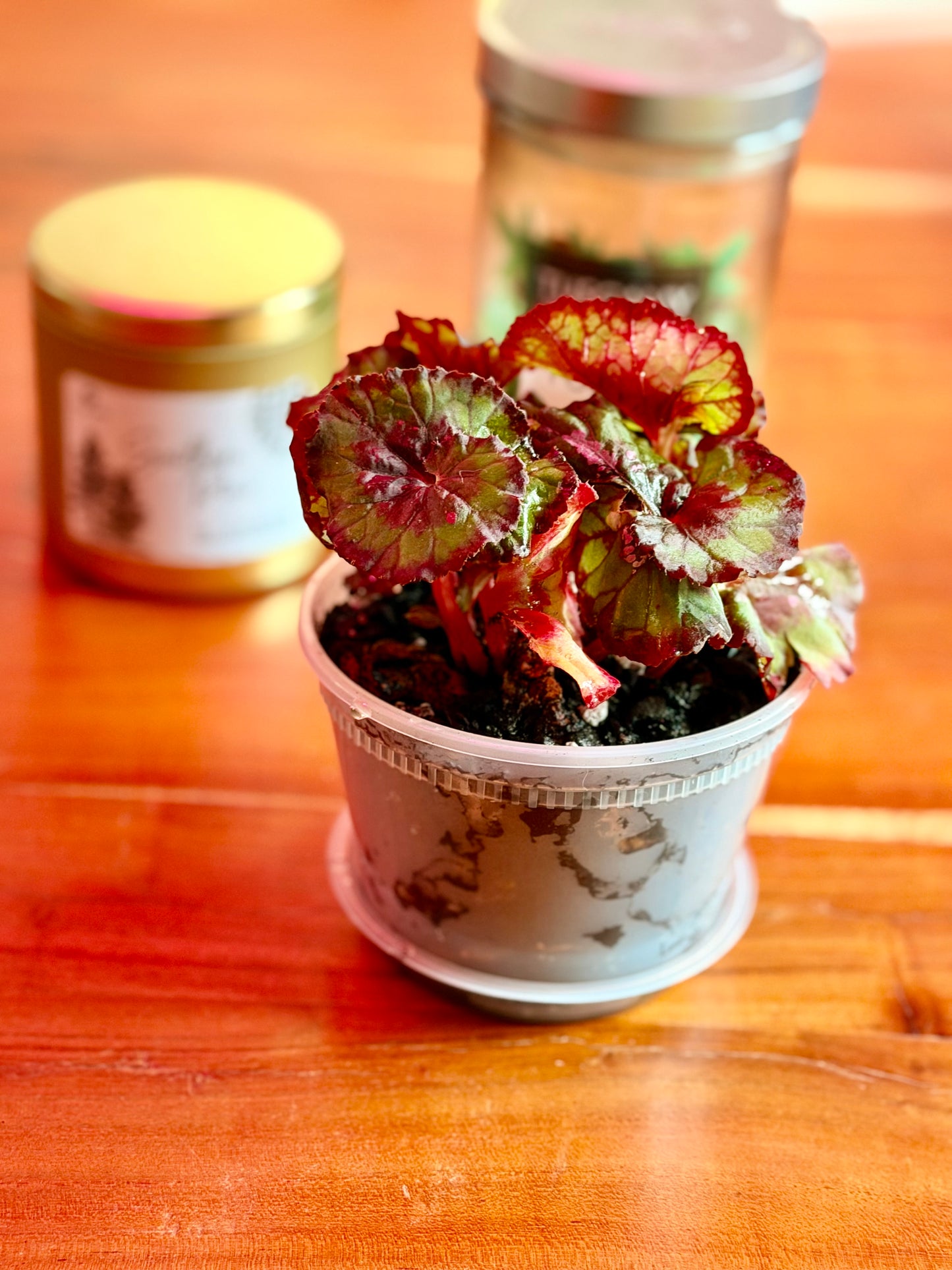 Begonia ‘Witches Cloak’