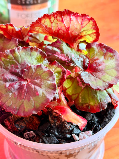 Begonia ‘Witches Cloak’