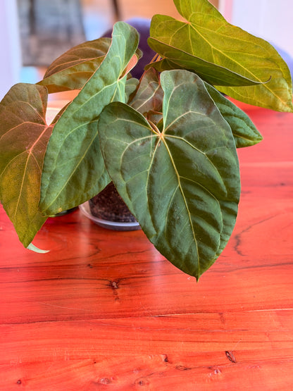 Anthurium (Red Crystallinum × Crystallinum)