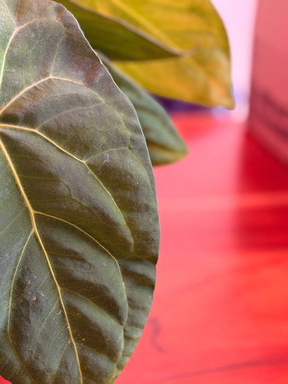 Anthurium (Red Crystallinum × Crystallinum)