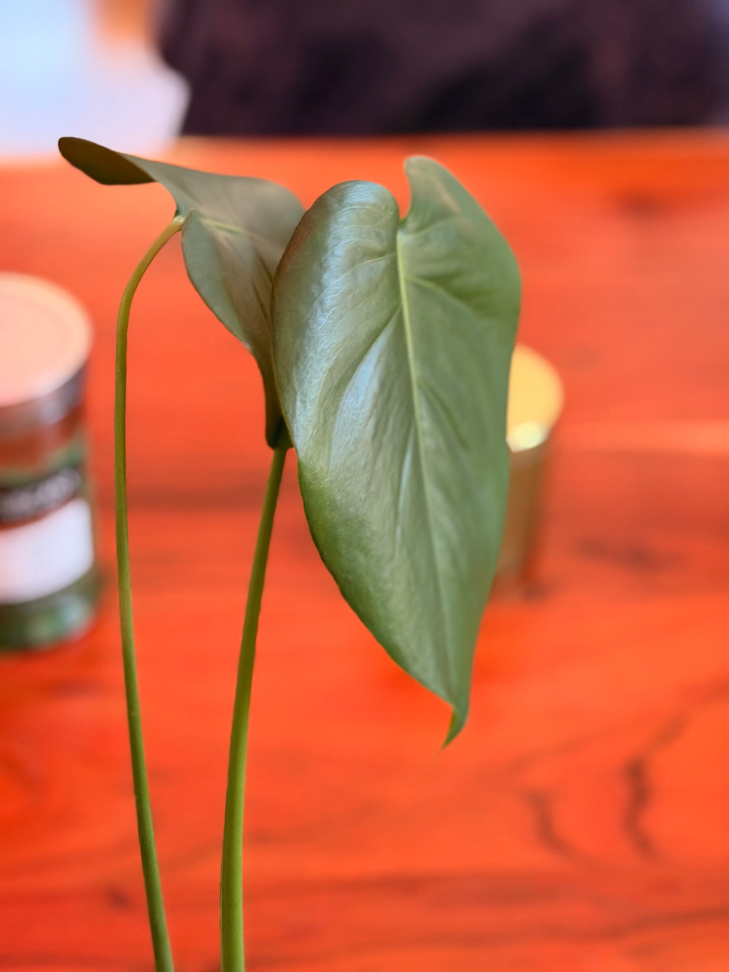 Monstera Deliciosa Rooted Cutting