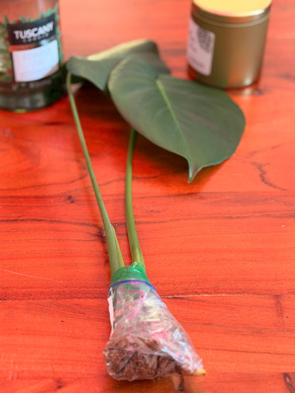 Monstera Deliciosa Rooted Cutting