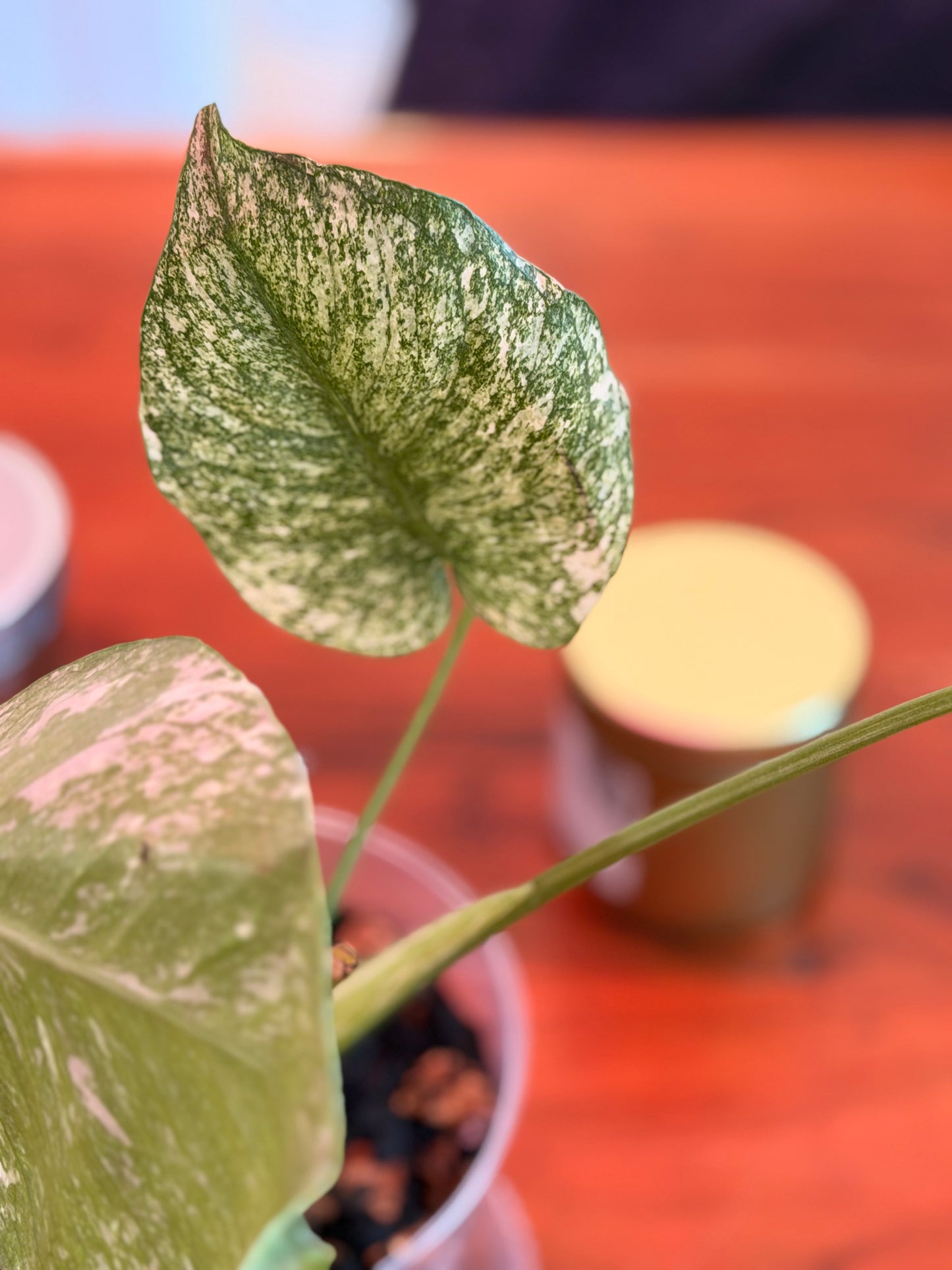 Monstera Deliciosa “White Monster”