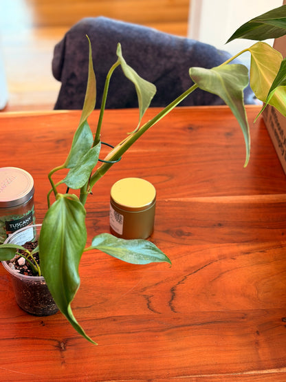 Monstera Burle Marx “Flame”